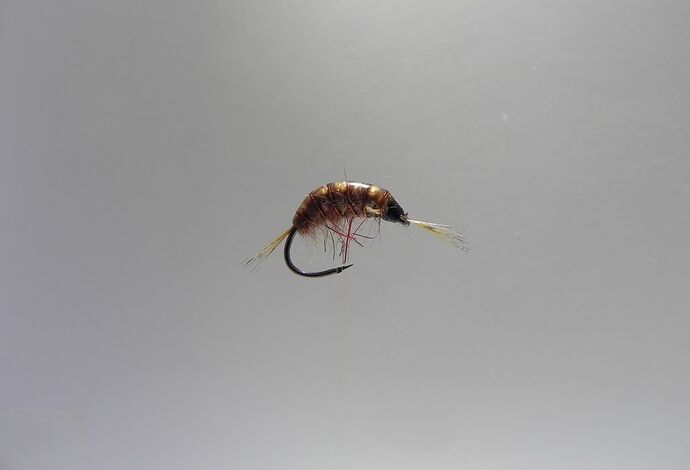 Gammare dubbing river shrimp