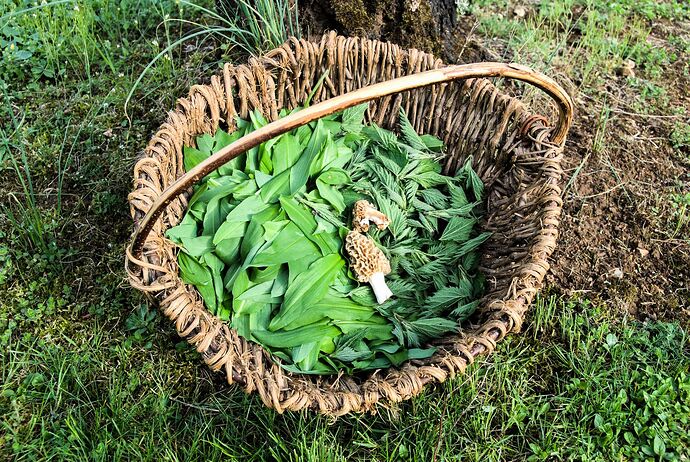 ail ours & morilles