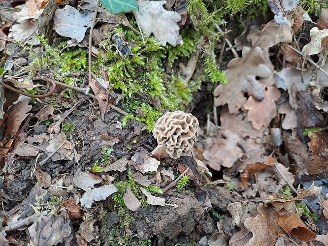 Morilles le 1er Avril 2023 (1)