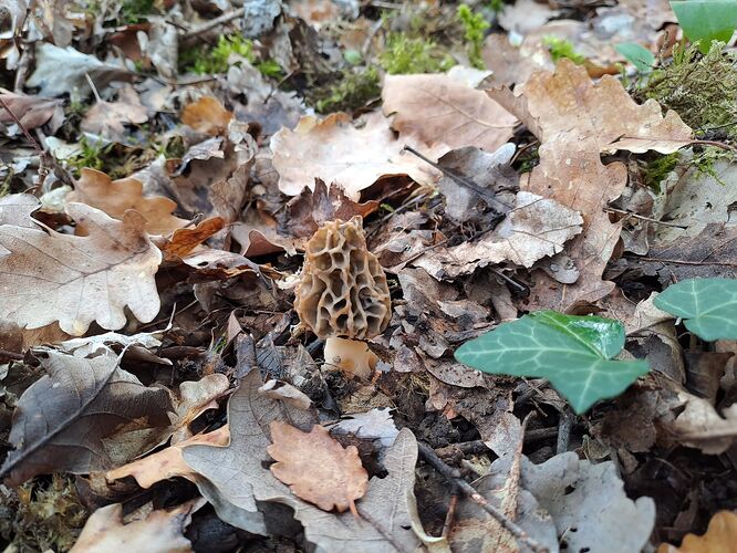 Morilles le 1er Avril 2023 (2)