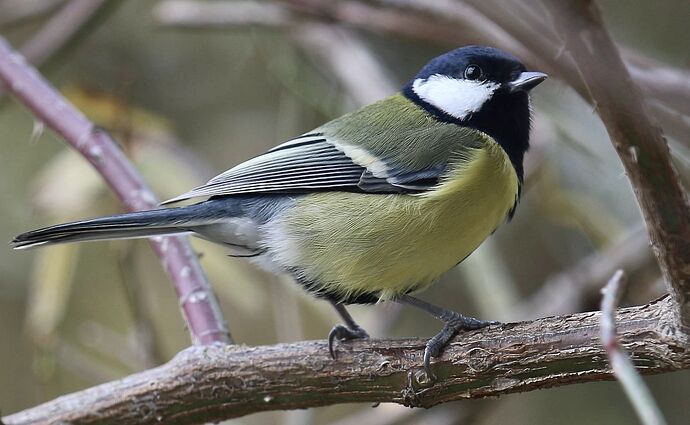 470238003_1976011982887038_277311384259651082_n 2