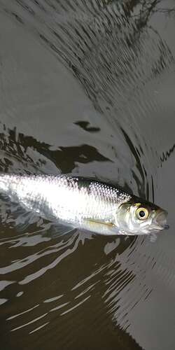 Compress_20251010_071210_0022