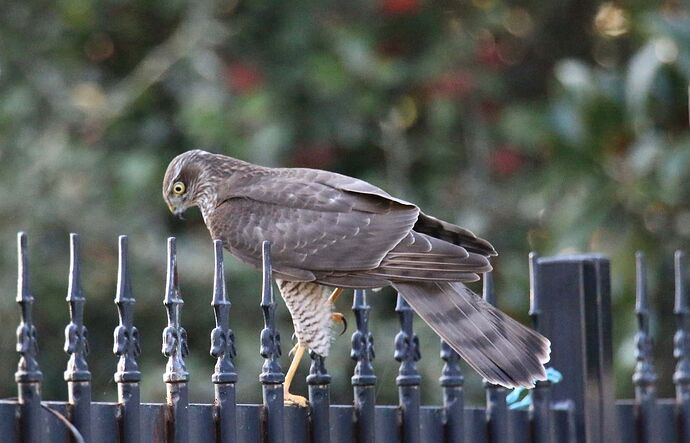 124679420_1001892990298947_2494727800530368530_n