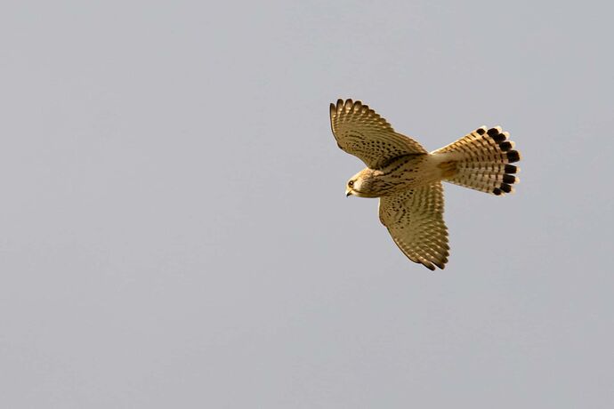 Faucon DSC_4442 LR le 20260117