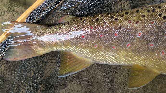 IMG-20250425-WA0009