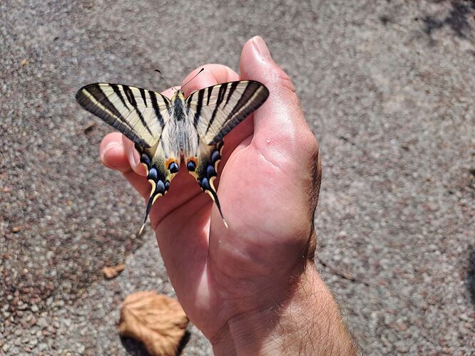 Le Flambé (Iphiclides podalirius) (3)