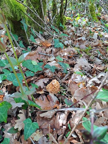 Morilles 13avril 2023 (3)