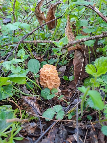 Morilles 13avril 2023 (1)