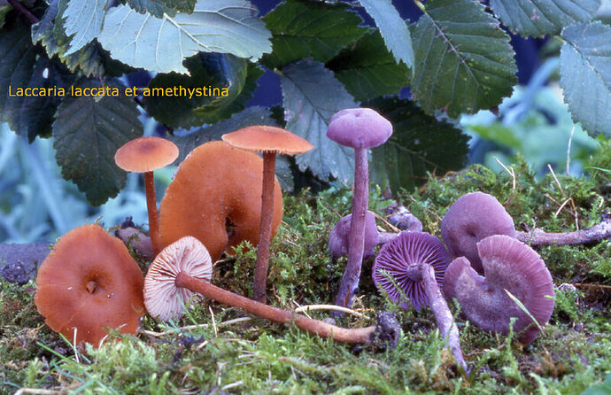 Laccaria laccata-amf1061-et amethystina