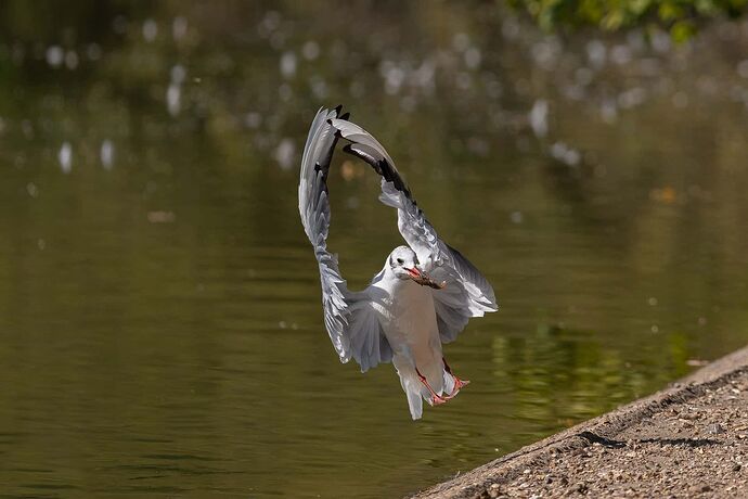 DEFI TRIANGLE MOUETTE ECREVISSE B