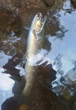 1000048720