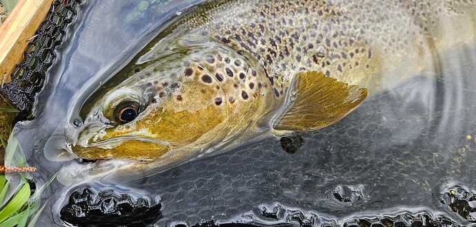 IMG-20250422-WA0031
