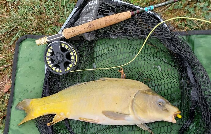 carp2