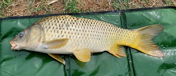 carp3