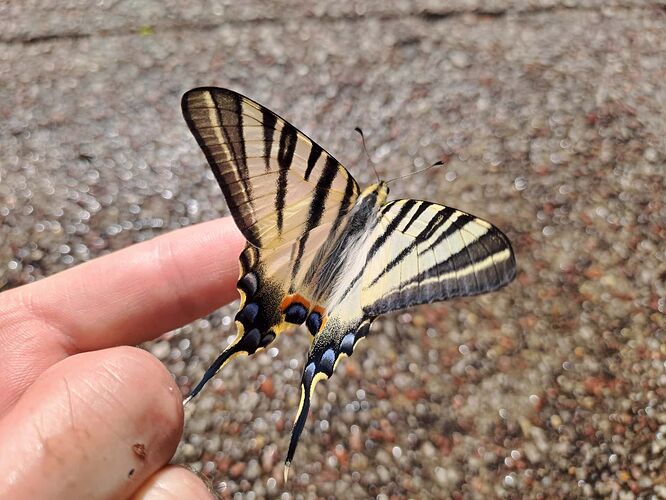 Le Flambé (Iphiclides podalirius) (2)