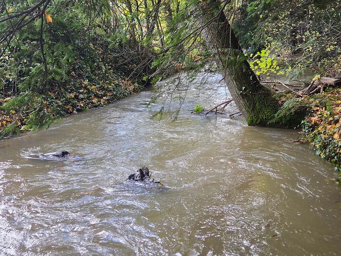 1000055403