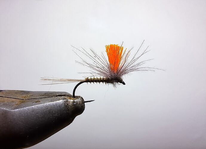 Vautour olive parachute Cdc (2)