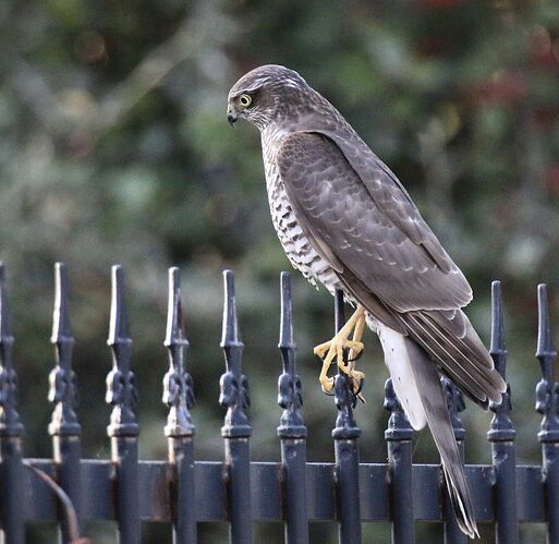 124620248_1001893500298896_2841955032287731043_n