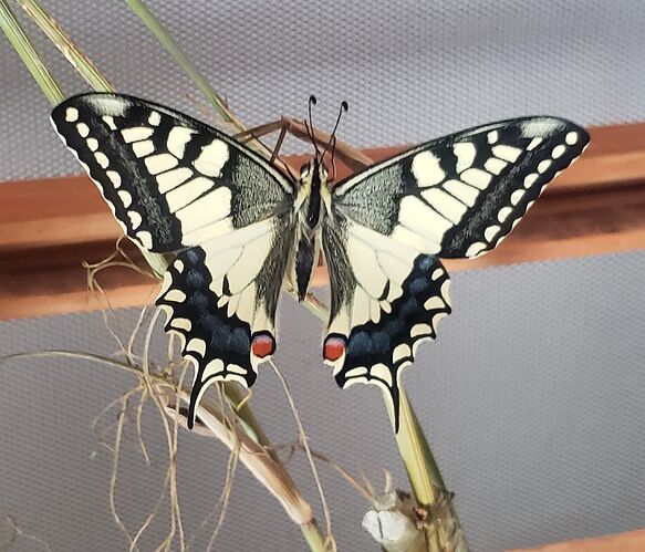 grandmachaon1