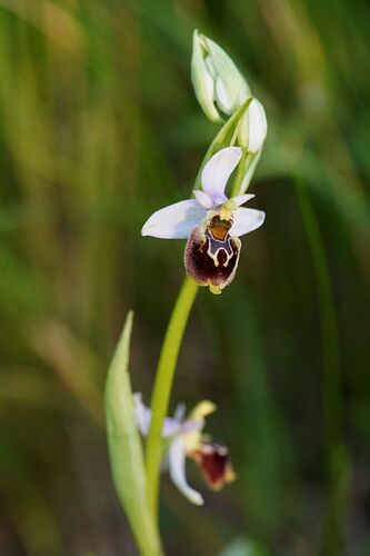 orchidee1