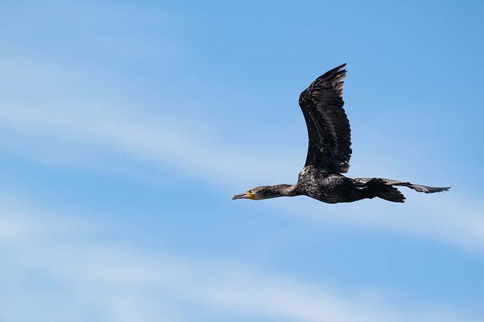 DSC_1300 Transfo dVP le 20250825 LR