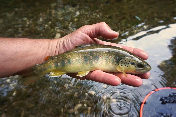 truite_guiers_tenkara
