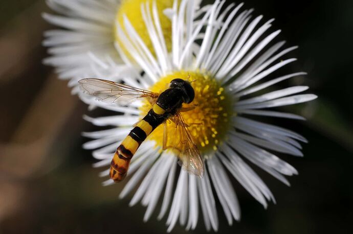 macro3 153r