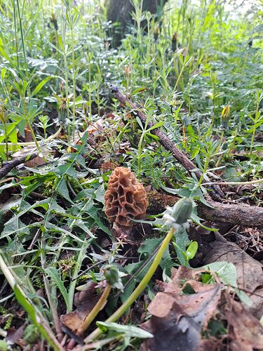 Morilles 13avril 2023 (2)