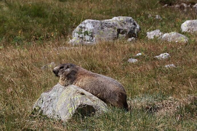 Marmotte