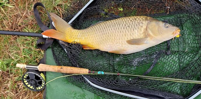 carp1