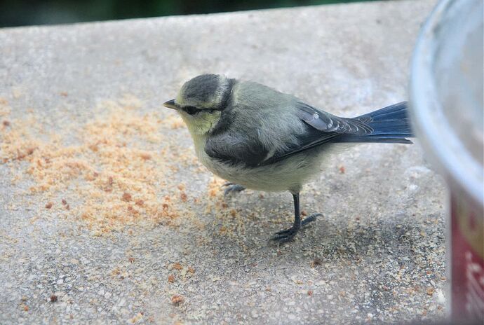 mésange bleue
